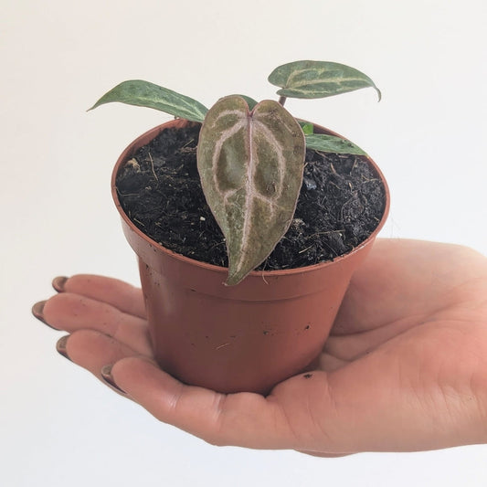Anthurium Red Tiger(Indo) x Red Crystallinum | Seller's Choice, Hainan Collection