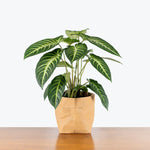 Xanthosoma lindenii 'Magnificum' | Seller's Choice, Hong Kong Collection