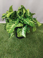 Syngonium 'Robusta' | Seller's Choice, Hong Kong Collection