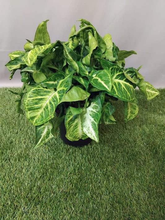 Syngonium 'Robusta' | Seller's Choice, Hong Kong Collection