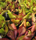 Sarracenia 'Montana' TC | Seller's Choice, Hainan Collection