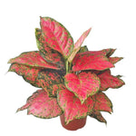Aglaonema 'Red Valentine' | Seller's Choice, Hong Kong Collection