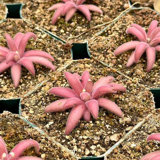Pinguicula gypsicolaxagnata | Seller's Choice, Hong Kong Collection