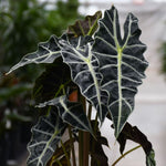 Alocasia amazonica 'Polly' | Seller's Choice, Hong Kong Collection