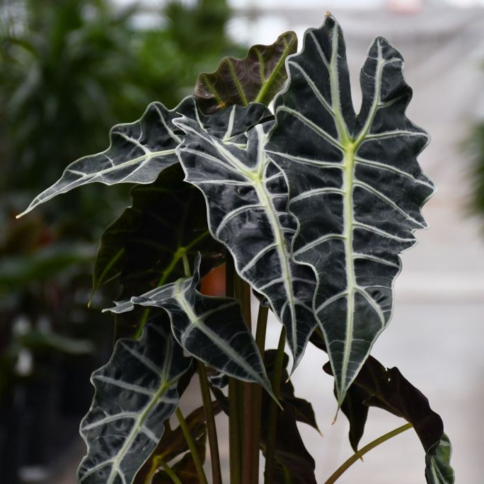 Alocasia amazonica 'Polly' | Seller's Choice, Hong Kong Collection
