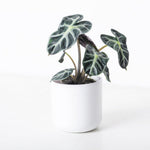 Alocasia Heart Ballon | Seller's Choice, Hong Kong Collection