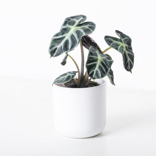 Alocasia Heart Ballon | Seller's Choice, Hong Kong Collection