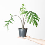 Alocasia brancifolia Pink Passion' | Seller's Choice, Hong Kong Collection