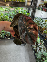 Alocasia Cuprea Black' | Seller's Choice, Hong Kong Collection