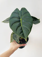 Alocasia Gold Bone' | Seller's Choice, Hong Kong Collection
