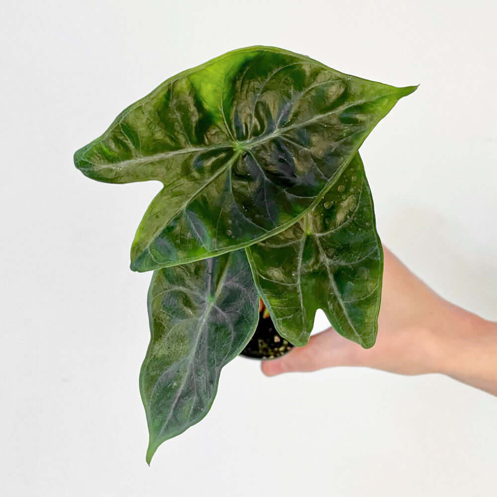Alocasia amazonica Ivory Coast' | Seller's Choice, Hong Kong Collection