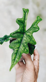 Alocasia 'Jacklyn' | Seller's Choice, Hong Kong Collection