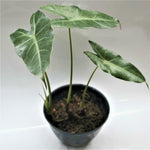 Alocasia longiloba | Seller's Choice, Hainan Collection
