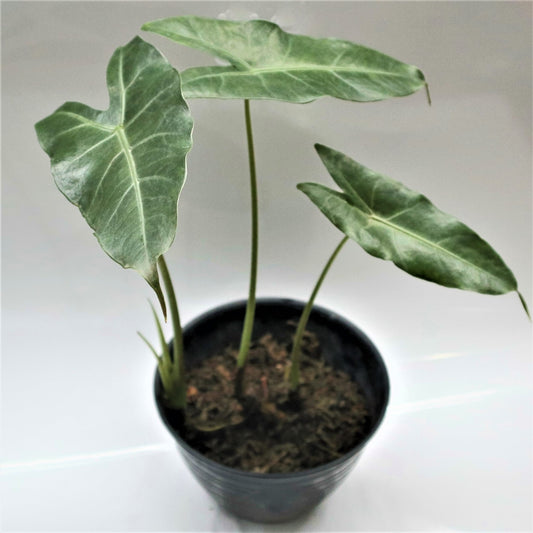 Alocasia longiloba | Seller's Choice, Hainan Collection