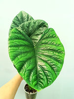 Alocasia 'Lukiwan' | Seller's Choice, Hong Kong Collection