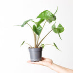 Alocasia macrorrhiza 'Stingray' | Seller's Choice, Hainan Collection