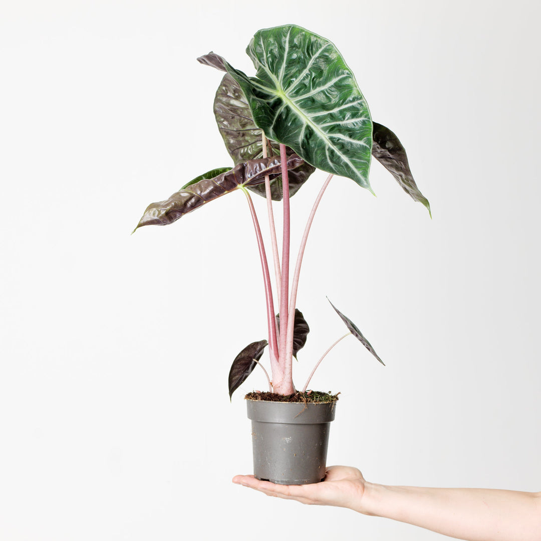 Alocasia baginda 'Pink dragon' | Seller's Choice, Hainan Collection