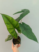 Alocasia 'Princeps' | Seller's Choice, Hong Kong Collection
