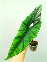 Alocasia Simpo | Seller's Choice, Hong Kong Collection