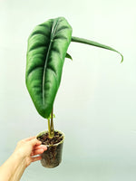 Alocasia Venusta' | Seller's Choice, Hong Kong Collection
