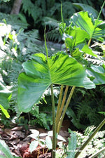 Alocasia macrorrhiza 'Stingray' | Seller's Choice, Hong Kong Collection