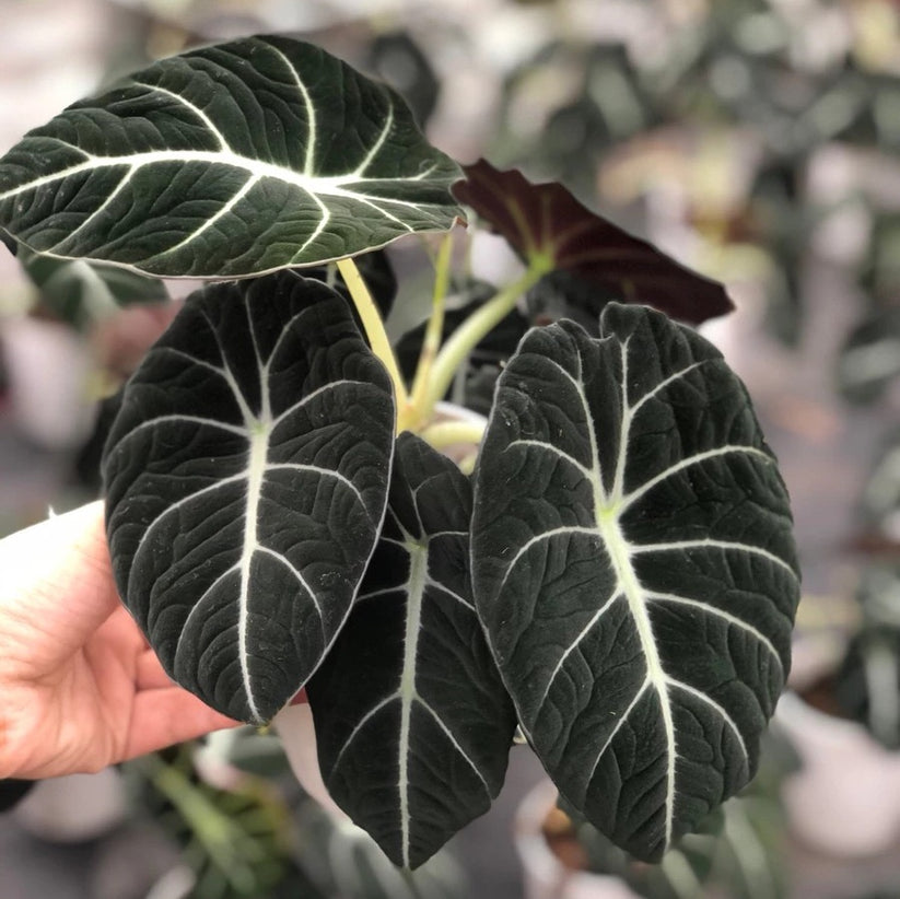 Alocasia reginula'Black Velvet' | Seller's Choice, Hainan Collection