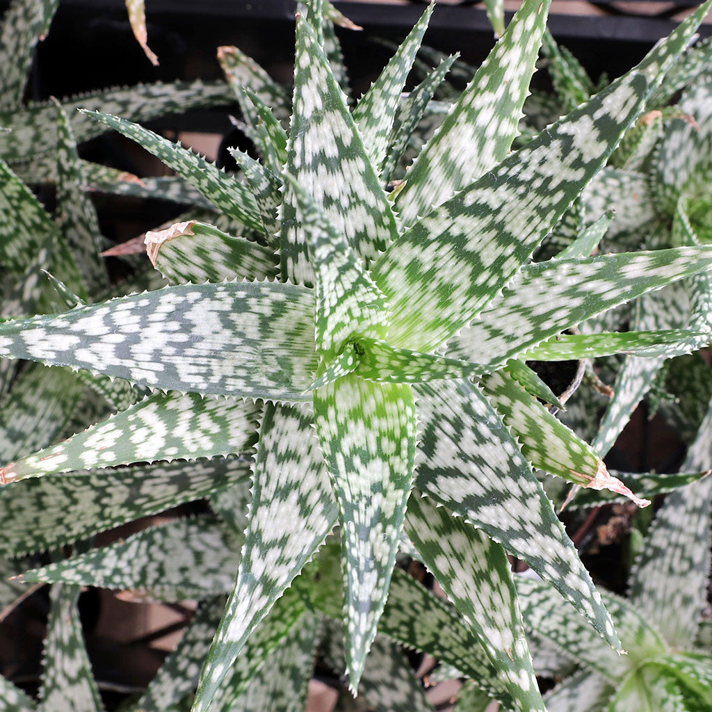 Aloe Snowflake TC | Grower's Choice, Foshan Collection