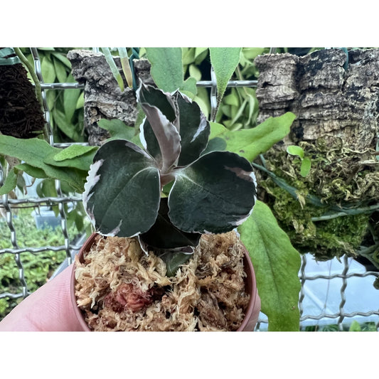 Anoectochilus 'Black Swan'(Ludisia 39) | Seller's Choice, Hong Kong Collection