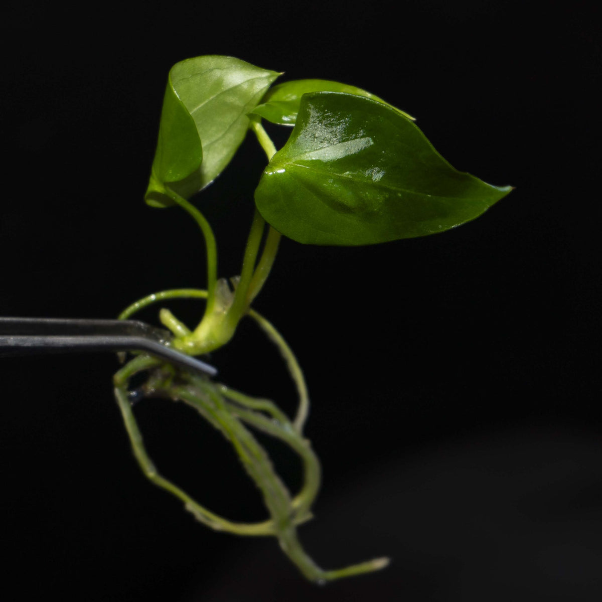 Anthurium Napo TC | Grower's Choice, Foshan Collection