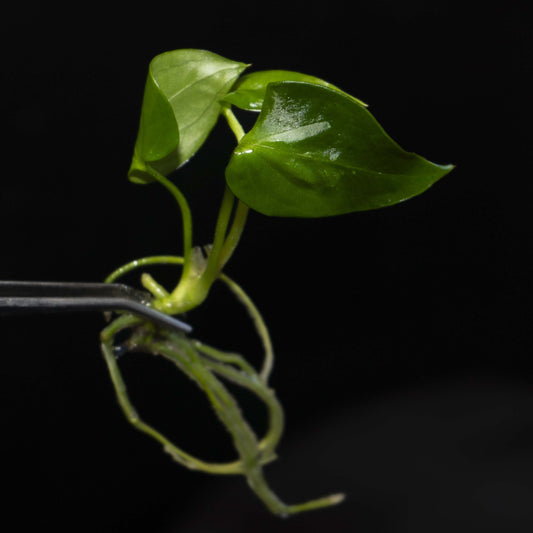 Anthurium Napo TC | Grower's Choice, Foshan Collection