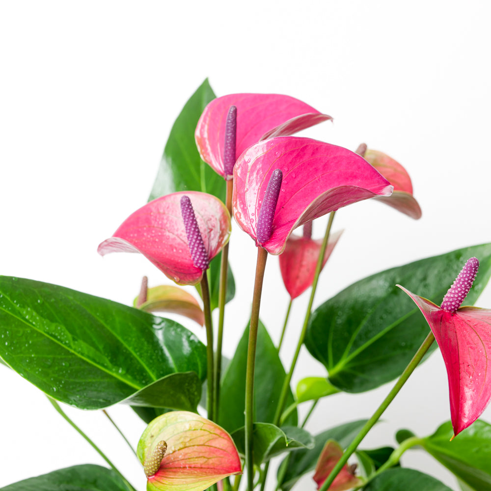 Anthurium 'Purple Nimbus' | Seller's Choice, Hong Kong Collection