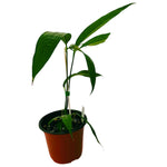 Anthurium variabile/eminens | Seller's Choice, Hong Kong Collection