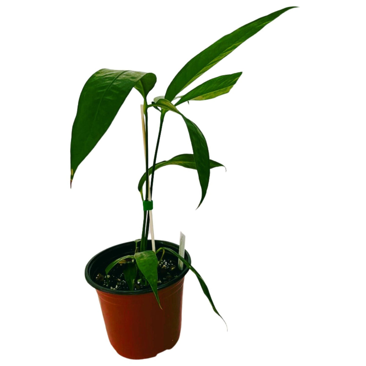 Anthurium variabile/eminens | Seller's Choice, Hong Kong Collection