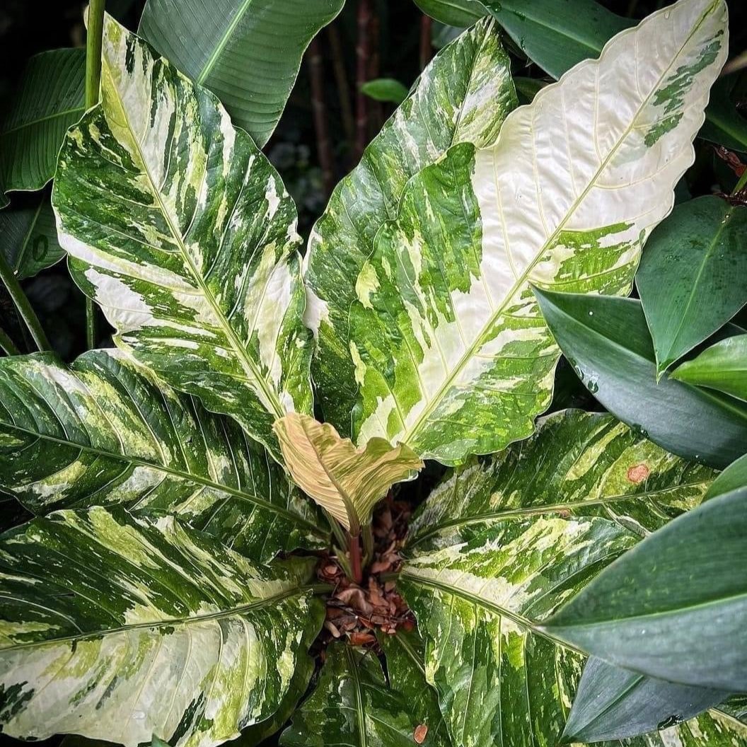 Anthurium Hookeri Pink Variegated TC | Grower's Choice, Foshan Collection