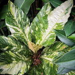 Anthurium Hookeri Pink Variegated TC | Grower's Choice, Foshan Collection