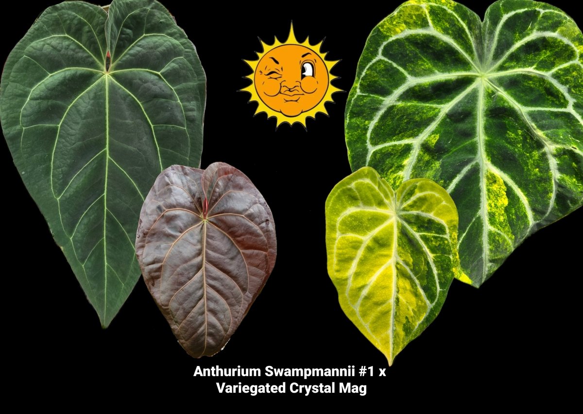 Anthurium magnificum x NSE Anthurium dressleri | Seller's Choice, Hainan Collection