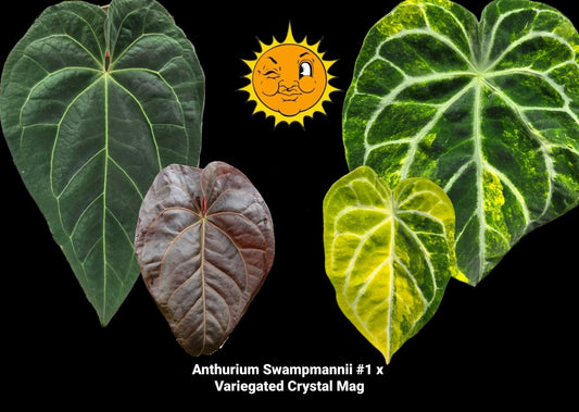 Anthurium magnificum x NSE Anthurium dressleri | Seller's Choice, Hainan Collection