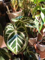 Anthurium Crystallinum 'Crack Vein' | Seller's Choice, Hainan Collection