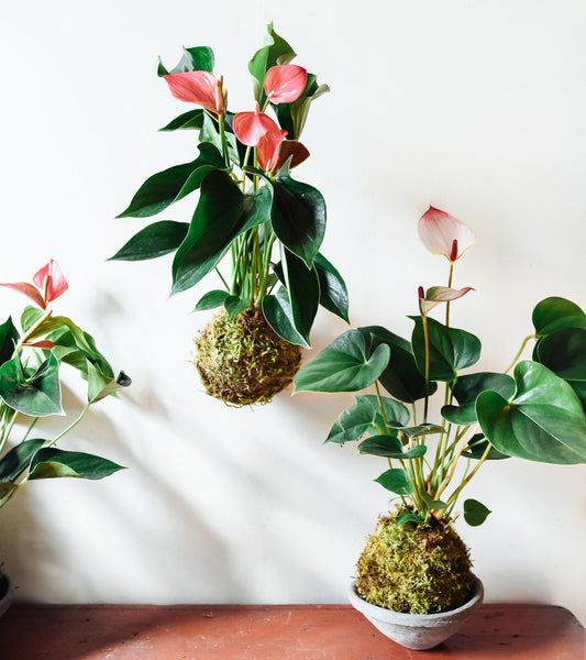 Anthurium Forgetii | Seller's Choice, Hong Kong Collection
