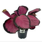 Calathea Roseopicta Misty Red | Seller's Choice, Hainan Collection