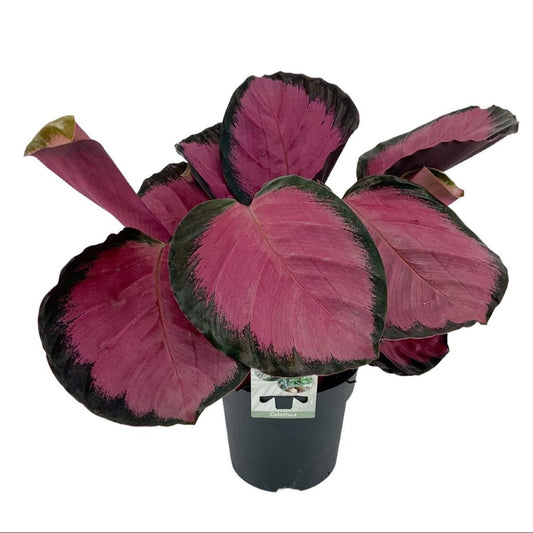 Calathea Roseopicta Misty Red | Seller's Choice, Hainan Collection