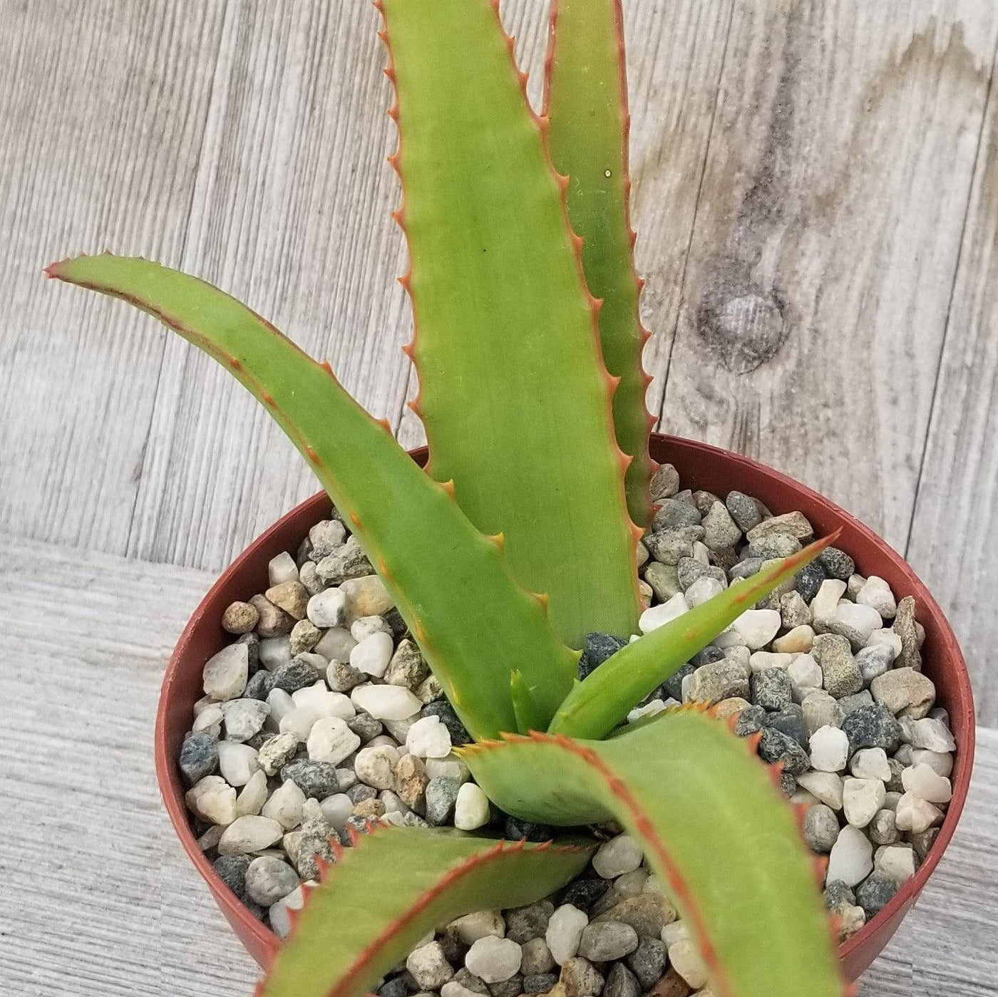 Aloe Vanbalenii TC | Grower's Choice, Foshan Collection