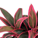 Cordyline fruticosa 'Baby Doll' | Seller's Choice, Hong Kong Collection