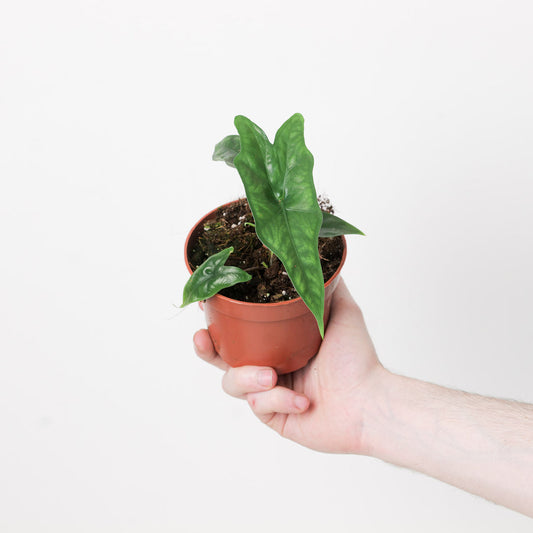 Alocasia nycteris | Seller's Choice, Hong Kong Collection