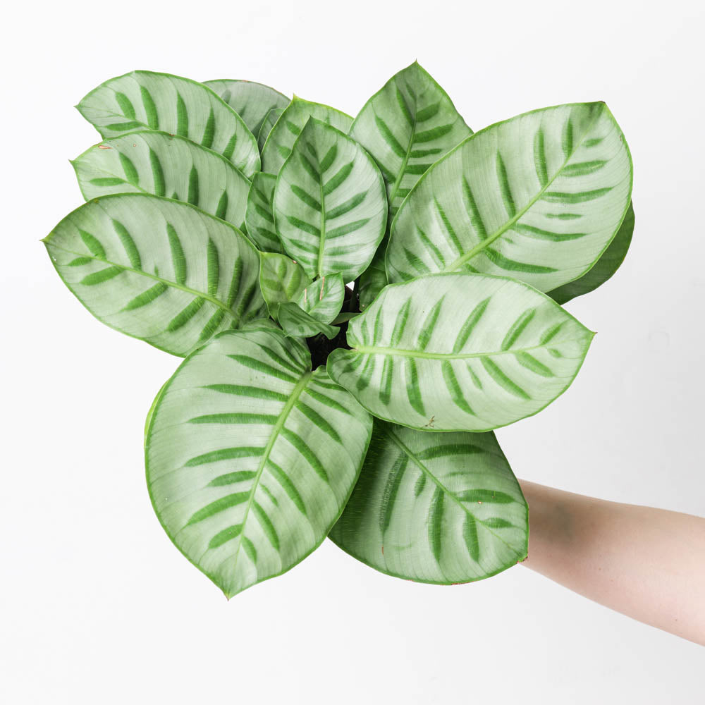 Calathea 'Bella Carlina' | Seller's Choice, Hainan Collection