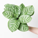 Calathea 'Bella Carlina' | Seller's Choice, Hainan Collection