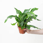Platycerium bifurcatum fern | Seller's Choice, Hainan Collection