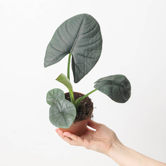 Alocasia Bisma | Seller's Choice, Hong Kong Collection