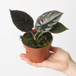 Alocasia infernalis 'Black Magic' | Seller's Choice, Hainan Collection