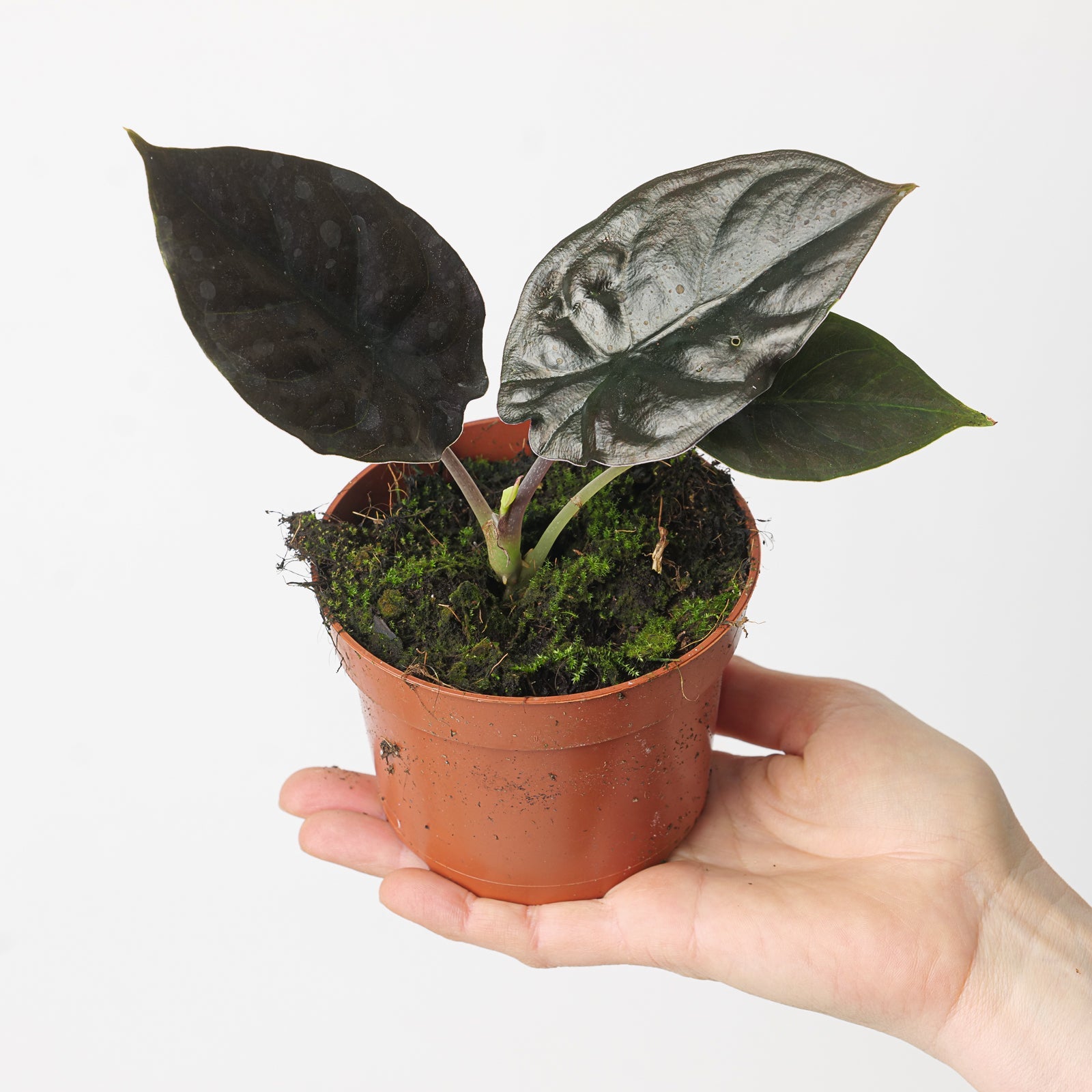 Alocasia infernalis 'Black Magic' | Seller's Choice, Hainan Collection